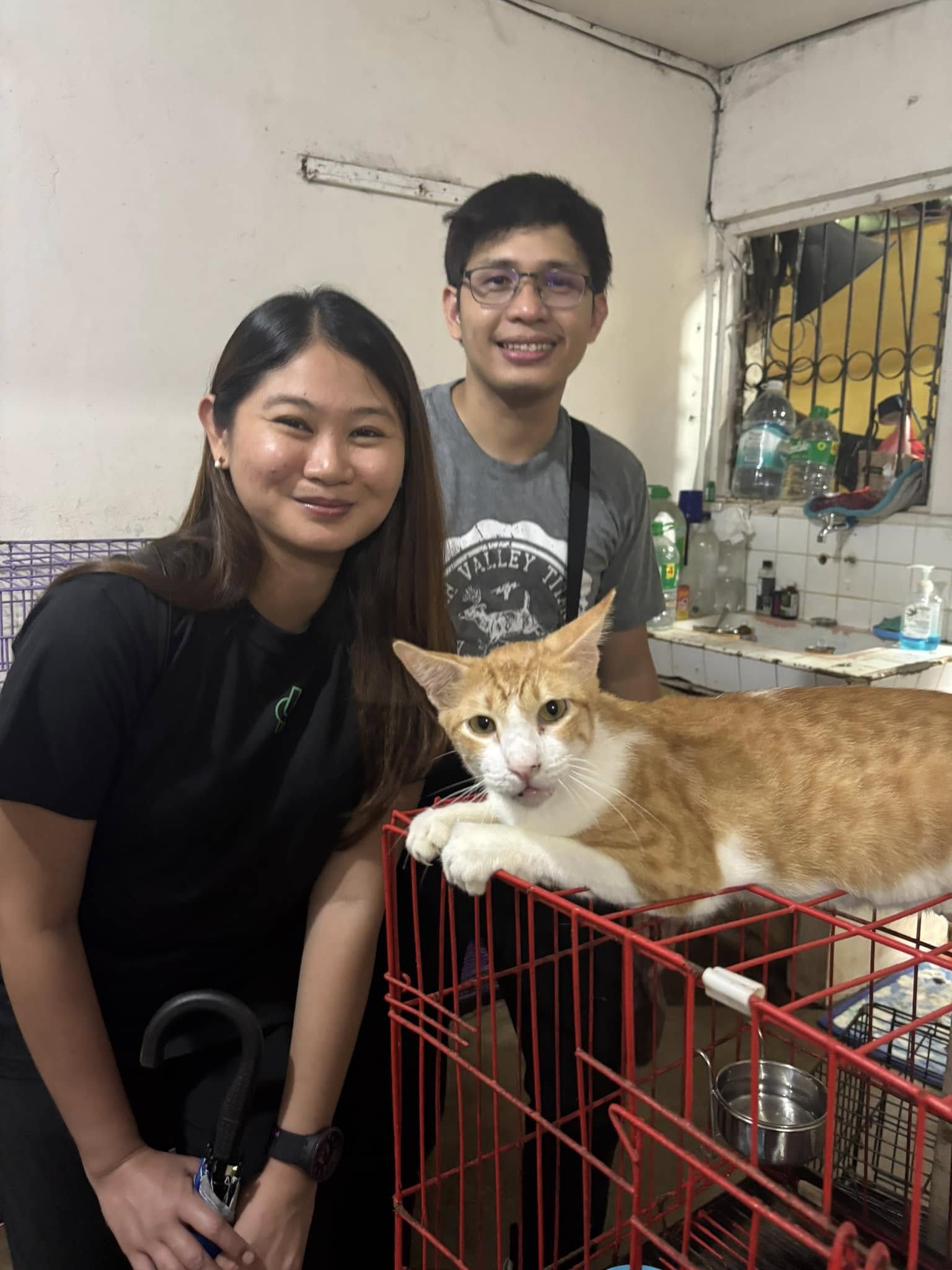 Adoptable pets waiting for a home